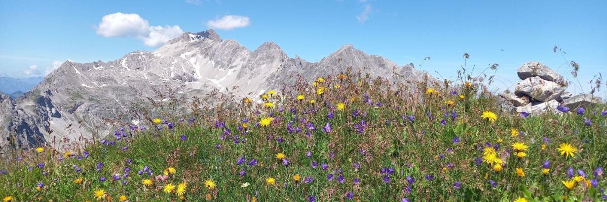 Blumenwiese auf dem Rossberg mit der Schesaplana im Hintergrund.
