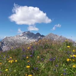 Wiese mit Alpenblumen und Steinmann auf dem Rossberg.