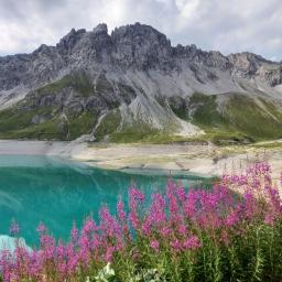Blick über den Lünersee zu den Kanzelköpfen – im Vordergrund das schmalblättrige Weideröschen.