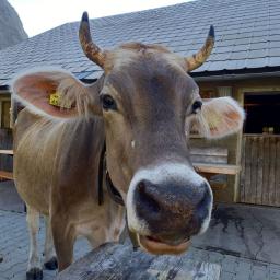 Eine neugierige Kuh auf der Terrasse der Lünerseealpe.